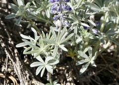 Lupinus meionanthus
