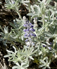 Lupinus meionanthus