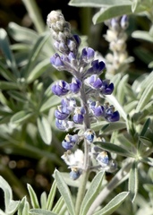 Lupinus meionanthus
