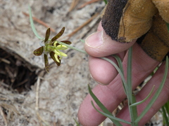 Fritillaria atropurpurea
