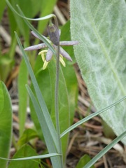 Fritillaria atropurpurea