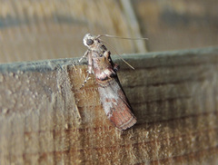 Acrobasis sodalella