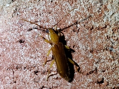 Smodicum cucujiforme