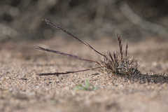 Tripogonella loliiformis