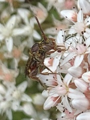 Nomada