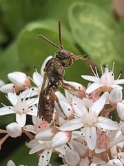 Nomada