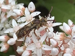 Nomada