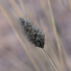 Enneapogon nigricans