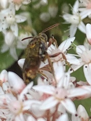 Nomada