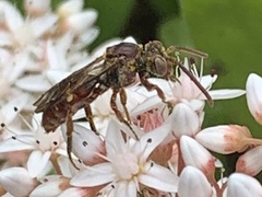 Nomada