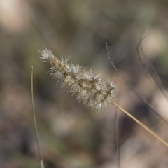 Enneapogon nigricans