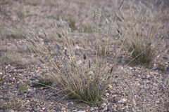 Enneapogon nigricans