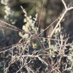 Enteropogon acicularis