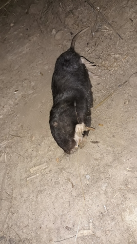 Townsend's Pocket Gopher