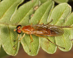 Ptecticus trivittatus
