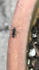 Phymatodes nitidus