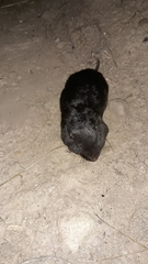Thomomys townsendii
