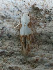 Mompha circumscriptella