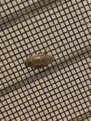 Epitragodes tomentosus