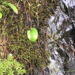 Sarmentypnum exannulatum