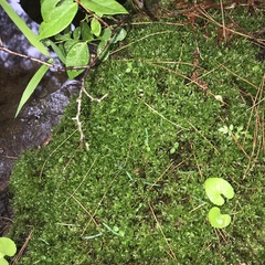 Plagiomnium drummondii