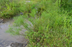 Amsonia hubrichtii