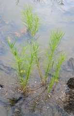 Amsonia hubrichtii