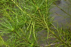 Amsonia hubrichtii
