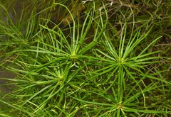Amsonia hubrichtii