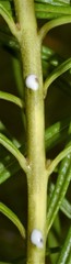 Amsonia hubrichtii