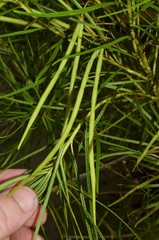 Amsonia hubrichtii