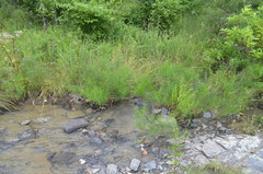 Amsonia hubrichtii