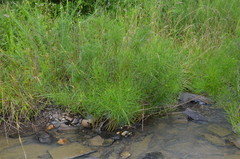 Amsonia hubrichtii
