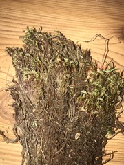 Sarmentypnum exannulatum