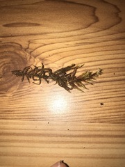 Sarmentypnum exannulatum