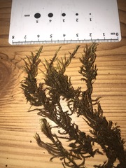 Sarmentypnum exannulatum