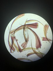 Sarmentypnum exannulatum