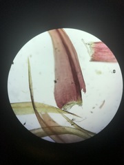 Sarmentypnum exannulatum