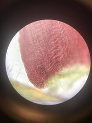 Sarmentypnum exannulatum