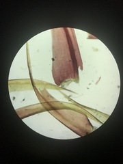 Sarmentypnum exannulatum