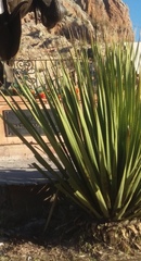 Dasylirion cedrosanum