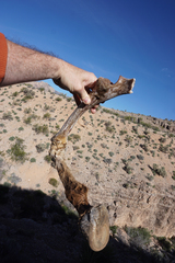 Equus asinus