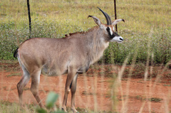 Roan Antelope photo 3