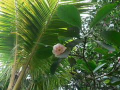 Clusia grandiflora