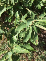 Quercus mohriana