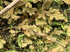 Selaginella ciliaris
