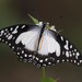 Graphium angolanus - Photo (c) Martin Grimm, algunos derechos reservados (CC BY-NC)