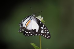 Graphium angolanus