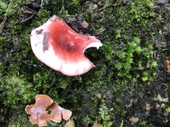 Russula persanguinea