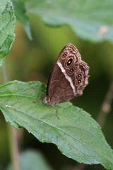 Bicyclus safitza